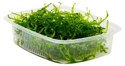 Produktbild von Javamoos, Taxiphyllum barbieri, robuste und pflegeleichte Wasserpflanze für Aquarien und Aquascaping