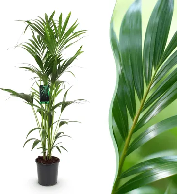 Produktbild von Howea Forsteriana - Kentia Palm - Pflegeleicht - Grün - 140-150cm - Ø24cm - Zimmerpflanze - Immergrün