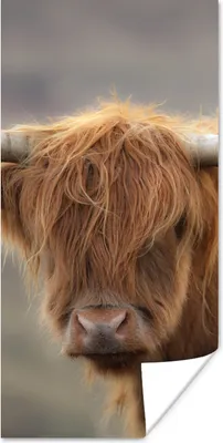 Produktbild von MuchoWow® Poster Schottischer Highlander - Hörner - Haare 60x120 cm - Wandschmuck
