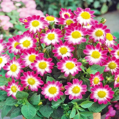 Image de Dahlia Karlova Sweetheart 1 pièce Dahlias plants de dahlias plant gros tubercules