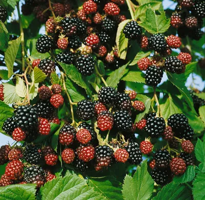 Produktbild von Rubus fruticosus 'Black Satin', Brombeere, dornenlos, 40–60 cm