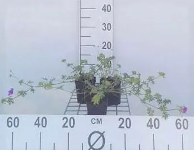 Obrázok produktu pre 6 x Geranium hybr. 'Dilys' - Žeriavovník - kvetináč 9 x 9 cm
