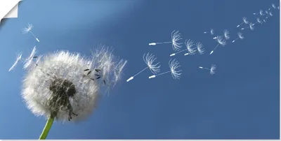 Produktbild von ARTland Poster Pusteblume Größe: 100x50 cm