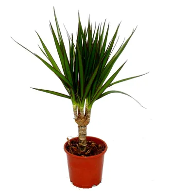 Produktbild von Drachenbaum - Dracaena marginata - 3 Pflanzen - pflegeleichte Zimmerpflanze