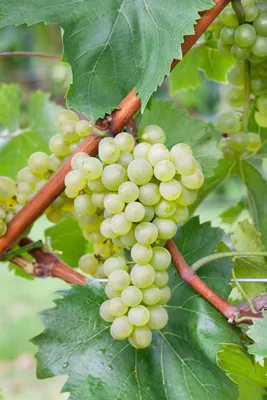 Produktbild von Weinrebe Bianca 80-100 cm, im Topf - Vitis vinifera