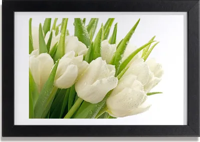 Produktbild von Bild 30x20 MDF-Rahmen, Wandkunst weiße Tulpen
