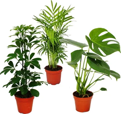 Zdjęcie produktu dla Zestaw roslin domowych "Green Trio" - Zestaw z 3 róznymi zielonymi roslinami - Chamaedorea - Monstera - Schefflera