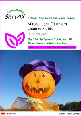 Produktbild von SAFLAX - Kürbis - Jack O'Lantern Laternenkürbis - 10 Samen - Cucurbita pepo