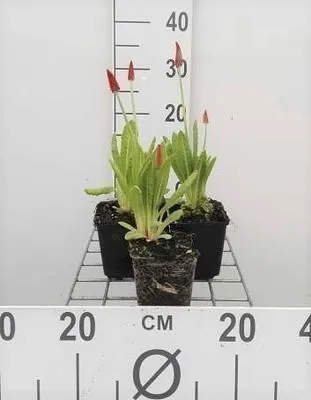 Zdjęcie produktu dla 6 x Primula vialii - Pierwiosnek kulisty - doniczka 9 x 9 cm