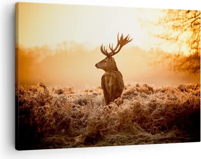 Produktbild von Bild auf Leinwand - Leinwandbild - Hirsch Natur Feld - 70x50cm - Wand Bild - Wanddeko - Wandbilder - Leinwanddruck - Bilder - Kunstdruck - Wanddekoration - Leinwand bilder - Wandkunst - AA70x50-3632