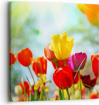 Produktbild von Bild auf Leinwand - Leinwandbild - Tulpe Blume Plantage Wiese - 40x40cm - Wand Bild - Wanddeko - Leinwanddruck - Bilder - Kunstdruck - Wanddekoration - Leinwand bilder - Wandkunst - AC40x40-2566