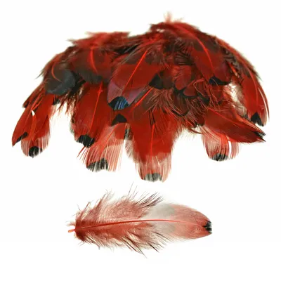 50 Hühnerfedern f. z.B. Federkostüm ca. 4~8x1~2cm gefärbt, dunkelrot