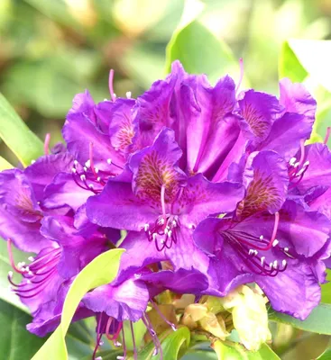 Obrázok produktu pre INKARHO veľkokvetá alpská ruža Rhododendron Marcel Menard 30 - 40 cm vždyzelená