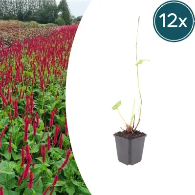 Immagine prodotto di Persicaria a. 'Blackfield' | 12 pezzi - 10-25cm - Ø9cm - Pianta da giardino