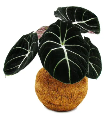 Produktbild von Kokodama – Alocasia reginula Black Velvet – Pfeilblatt – im Kokodama-Topf – ca. 15 cm