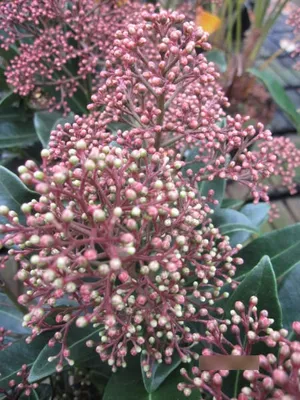 Produktbild von Skimmia japonica Rumbo - Japanische Skimmie Rumbo - 30-40cm