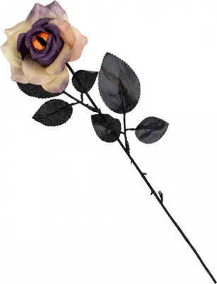 Produktbild von Verwelkende Rose mit Drachenauge in der Blüte 42 cm