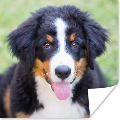 Produktbild von MuchoWow® Poster Berner Sennenhund auf der grünen Wiese 75x75 cm - Wand Dekoration