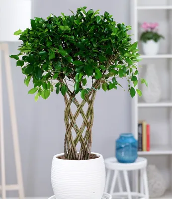 Produktbild von BALDUR Garten 1x Ficus exotica Geflochtener Stamm ca. 100-110 cm hoch, Pflanze im 27 cm-Topf, pflegeleicht, Zimmerpflanze, Grünpflanze, Birkenfeige Fikusbaum, mehrjährig - frostfrei halten