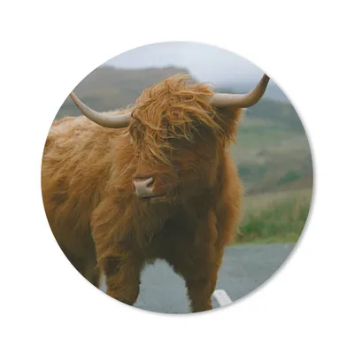 Produktbild von MuchoWow® Mauspad Mousepad Schottischer Highlander - Berg - Straße 40x40 cm - Mousepads - Maus Mat - Pad - Mausunterlage - Schreibtisch Accessoires