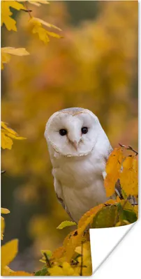 Produktbild von MuchoWow® Poster Vogel - Eule - Herbst 60x120 cm - Wandschmuck