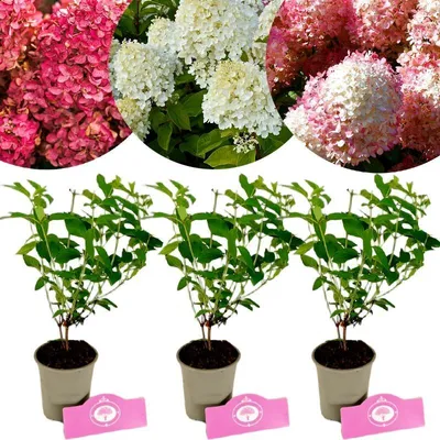 Immagine prodotto di Set di 3 ortensie – Ortensie a pannocchia 'Bonfire', 'Hercules', 'Sunday Fraise' – Altezza 25 cm – Dimensioni vaso 9 cm