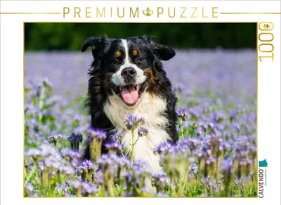 Produktbild von CALVENDO Puzzle Traumhund Berner Sennenhund | 1000 Teile Lege-Größe 64x48cm Foto-Puzzle für glückliche Stunden