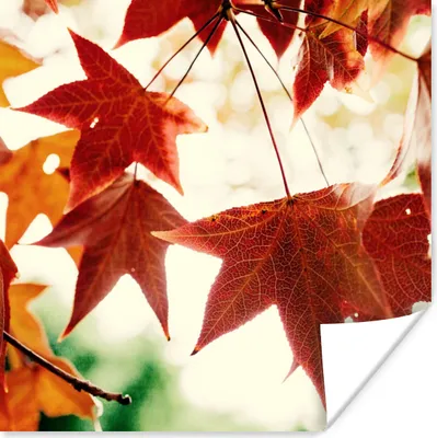 Produktbild von MuchoWow® Poster Herbstblätter - November - Natur - Bäume 100x100 cm - Babyzimmer