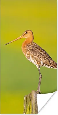 Produktbild von MuchoWow® Poster Vogel - Tiere - Uferschnepfe - Pfahl - Grün 20x40 cm - Plakat - Foto