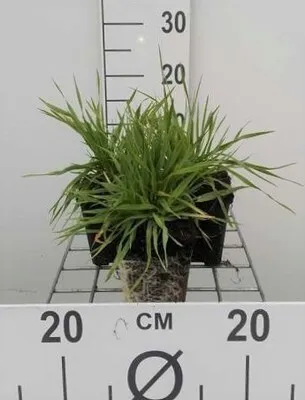 Obrázok produktu pre 6 x Briza media - Srdce chvejúcej sa trávy - kvetináč 9x9 cm