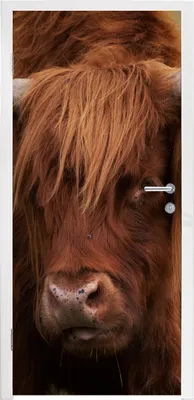 Produktbild von MuchoWow® Türtapete Selbstklebende Türfolie Schottischer Highlander - Orange - Tiere 85x215 cm Türposter Türaufkleber Klebefolie Türklebefolie - Aufkleber für türen - Türplakat - Dekoration