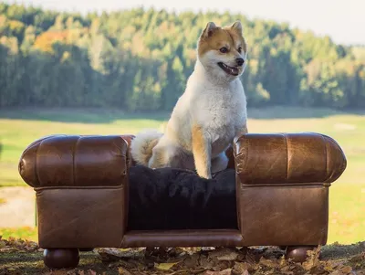 Produktbild von Casa Padrino Luxus Leder Hundebett Dunkelbraun / Schwarz 109 x 89 x H. 37 cm - Rechteckiges Echtleder Hundebett - Luxus Echtleder Tiermöbel