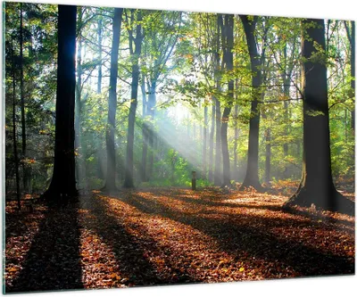 Produktbild von Bilder auf glas - Wald Blätter Sonne - 100x70cm - Glasbilder - Wandbilder - Kunstdruck - zum Aufhängen bereit - Wanddekoration aus Glas - Glas Bilder - Wandbild auf Glas - Einteilig - GAA100x70-0136