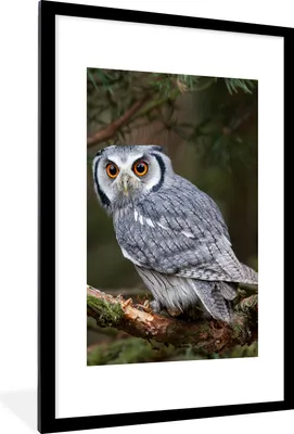 Produktbild von MuchoWow® Gerahmtes Poster Eule - Vogel - Äste - Natur 60x90 cm - Poster mit Schwarzem Bilderrahmen Wandposter Rahmen Foto Bilder - Dekoration - Wandposter Wohnzimmer - Hochwertig