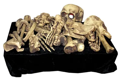 Zdjęcie produktu dla BONES, 28 szt. B/O LIGHT