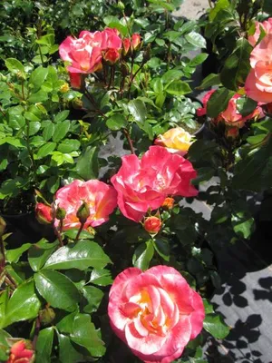 Produktbild von Beetrose Airbrush ® - Kordes Rosen - panaschierte Blüten