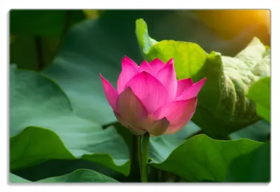 Produktbild von Wallario Frühstücksbrettchen aus Glas 20 x 30 cm mit rutschfesten Füßen, Motiv Pinke Lotosblüte im Sonnenschein