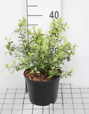 Produktbild von Pittosporum ten. 'Golf Ball'® - Australischer Lorbeer 25- 30 cm - Container