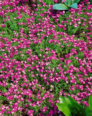 Produktbild von Aubrieta x cult. 'Rosenteppich', Blaukissen, rosa, ca. 9x9 cm Topf