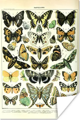 Produktbild von MuchoWow® Poster Schmetterling - Tiere - Insekten 20x30 cm - Papierdruck