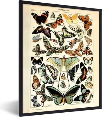 Produktbild von MuchoWow® Gerahmtes Poster Adolphe Millot - Schmetterling - Tiere - Insekten - Vintage 30x40 cm - Poster mit Schwarzem Bilderrahmen Wandposter Rahmen Foto Bilder - Wanddeko - Kunstdrucke