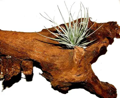 Produktbild von 1 Wurzel bepflanzt mit einer Tillandsie, zur Terrariengestaltung, Terrarium