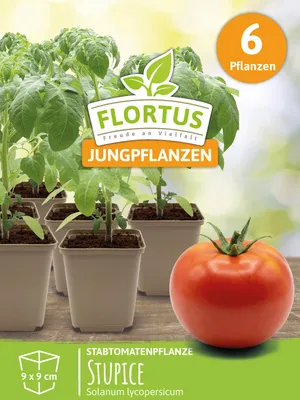 Artikelbild 7 von 'Stabtomatenpflanze Stupice' aus der Kategorie Stabtomatenpflanzen
