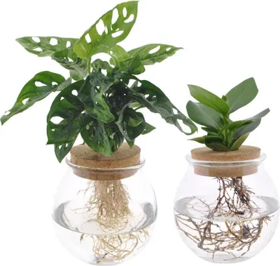 Zdjęcie produktu dla Zestaw hydroponiczny - Monstera Adansonii & Clusia w szklance - Zestaw 2 - Ø12cm - ↕30cm - Rośliny domowe w szklance wody - Łatwe w pielęgnacji i dekoracyjne