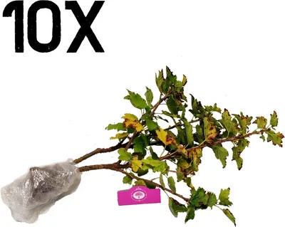 Produktbild von Ribes rubrum 'Rovada' Johannisbeere, Wurzelmaterial, 10 Pflanzen