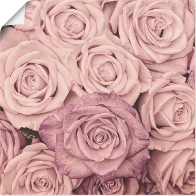Produktbild von ARTland Poster Rosen Größe: 40x40 cm