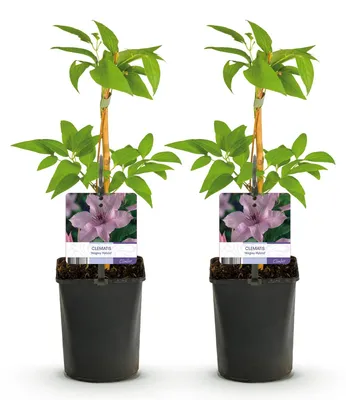 Image de Green boutiQ - Plante grimpante - Clématite Hagley Hybrid - Fleurs roses - Peu d'entretien - 2 plants - Pot de 11 cm, hauteur 40 cm
