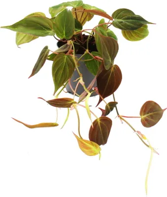 Produktbild von Philodendron micans - Dunkler Kletternder Baumfreund - 12cm Topf
