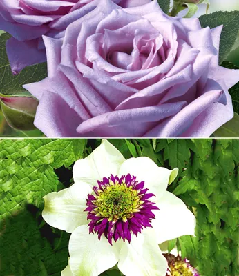 Produktbild von BALDUR Garten 2er Set Clematis Florida Sieboldii & Edelrose Mamy Blue®, Pflanzen, Klematis und Rose, mehrjährige blühende Kletterpflanzen, winterhart, bienenfreundlich und schmetterlingsfreundlich