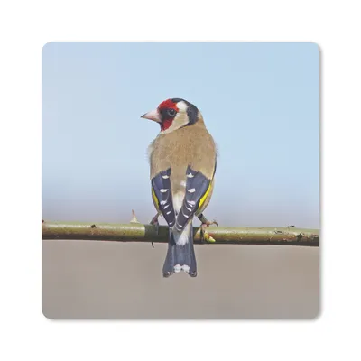 Produktbild von MuchoWow® Mauspad Mousepad Ein Stieglitz sitzt auf einem Ast 23x19 cm - Mousepads - Maus Mat - Pad - Mausunterlage - Schreibtischunterlage - Mauspad